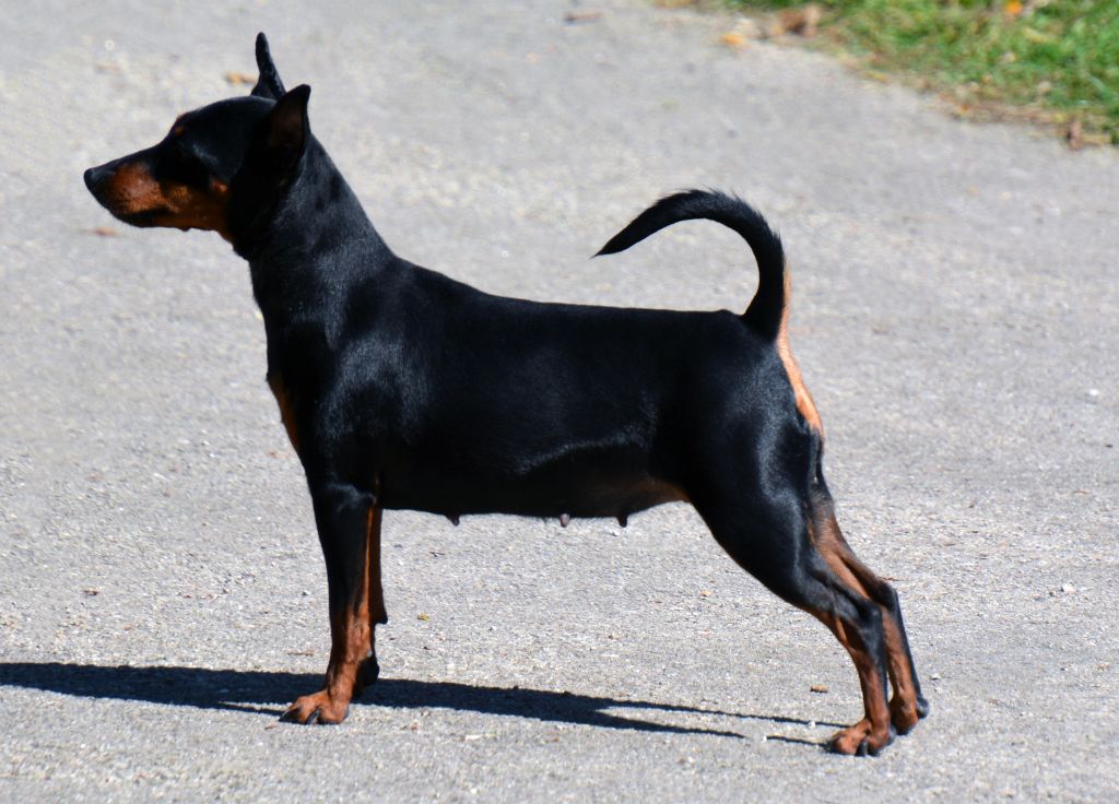 Jch.pink Du Mas Des Ravins