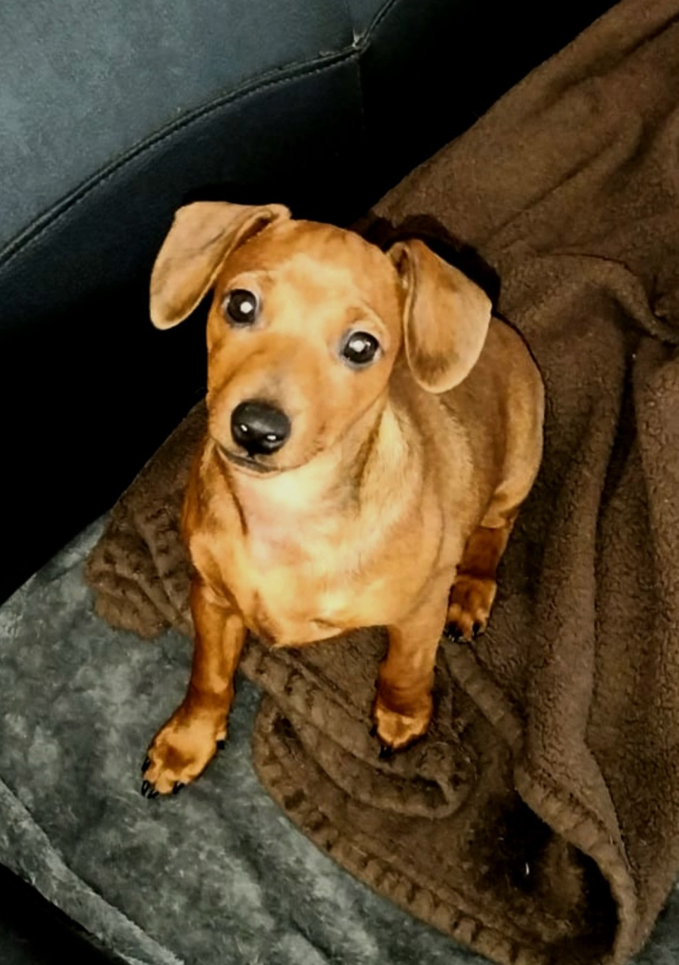 Chiot disponible ches les "Pinchoux nain"